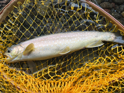 アメマスの釣果