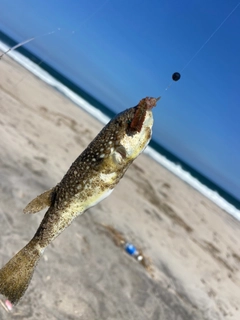 フグの釣果