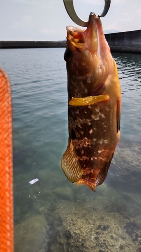 キジハタの釣果