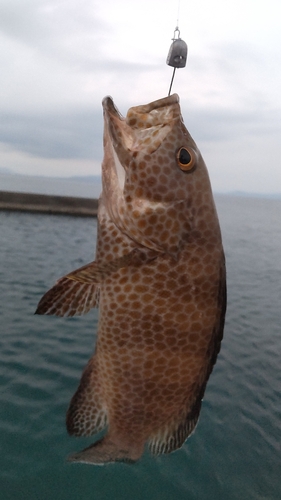 オオモンハタの釣果