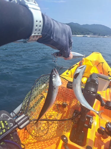 サバの釣果