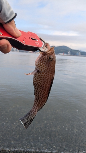 オオモンハタの釣果