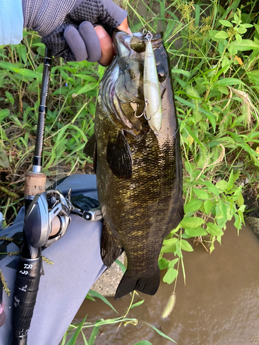 スモールマウスバスの釣果