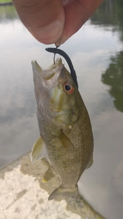 スモールマウスバスの釣果