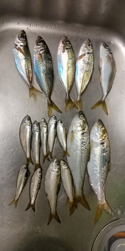 アジの釣果