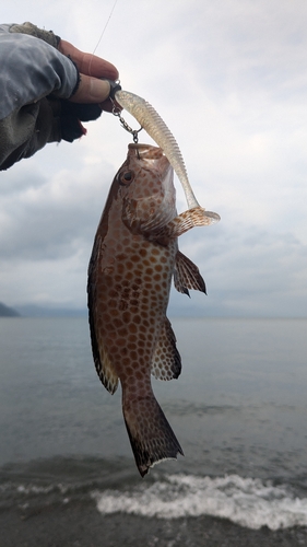 オオモンハタの釣果