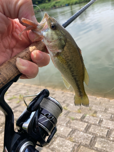 ラージマウスバスの釣果