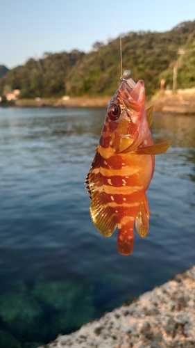 アカハタの釣果