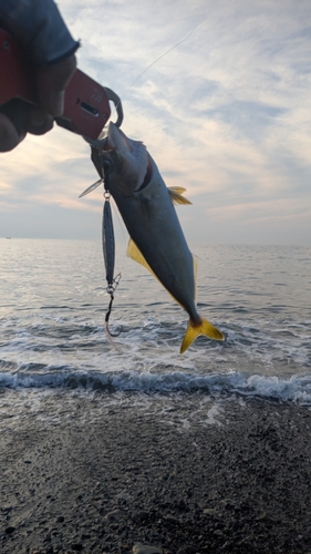 ワカシの釣果