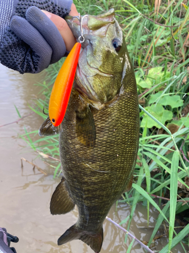 スモールマウスバスの釣果