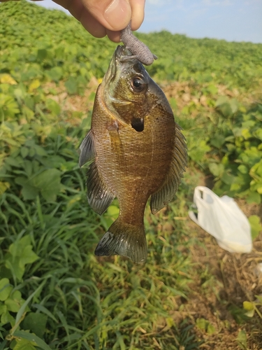 ブルーギルの釣果