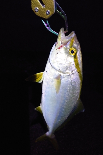 ショゴの釣果