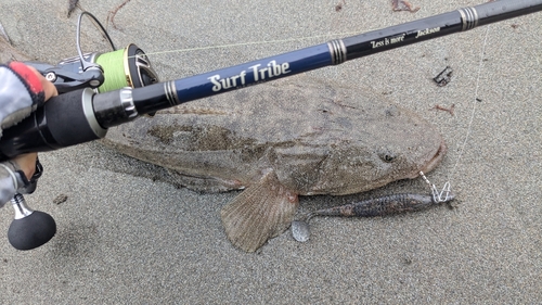 マゴチの釣果