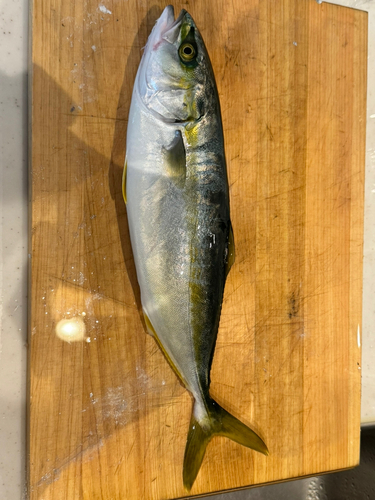 ツバスの釣果