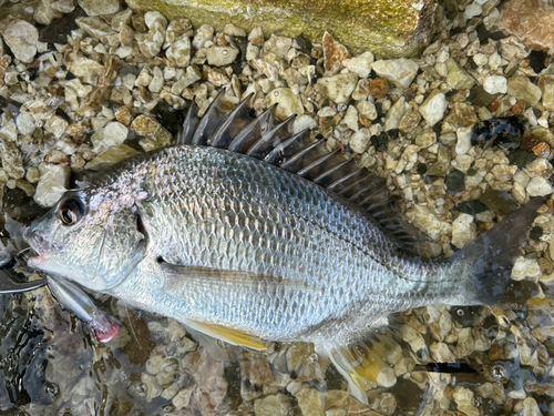 キビレの釣果