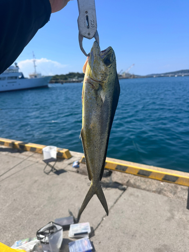 シイラの釣果