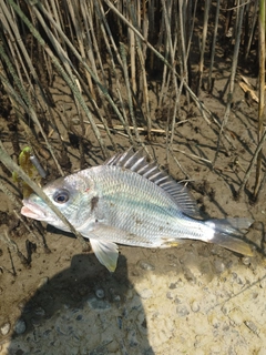 キビレの釣果