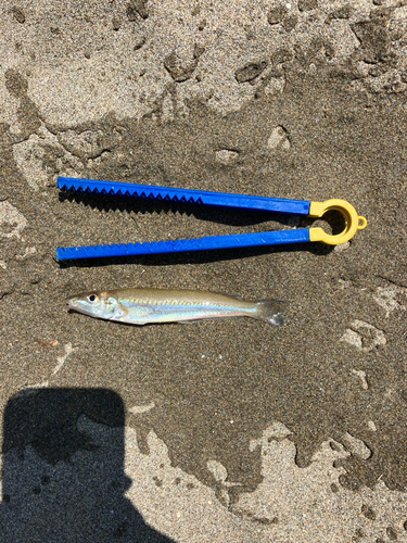 キスの釣果