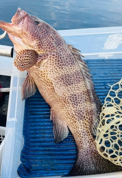 オオモンハタの釣果