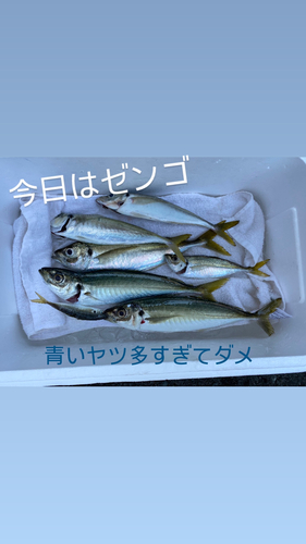 アジの釣果