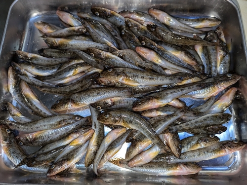 マハゼの釣果