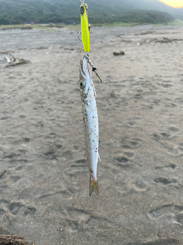 カマスの釣果