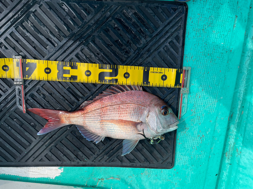 マダイの釣果