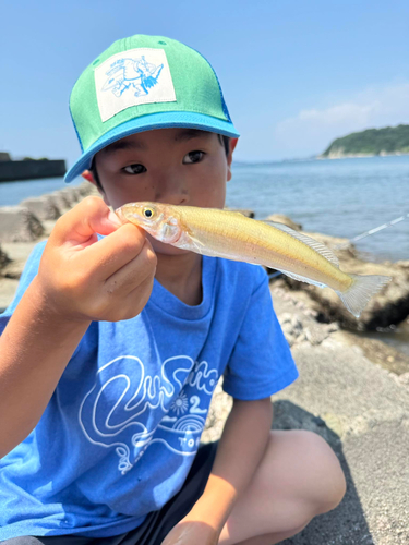 キスの釣果