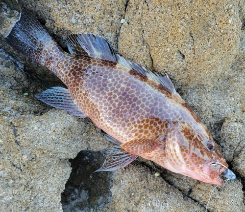 オオモンハタの釣果