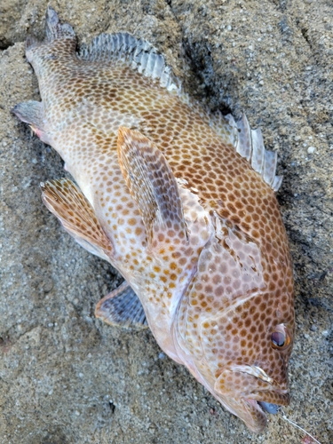 オオモンハタの釣果