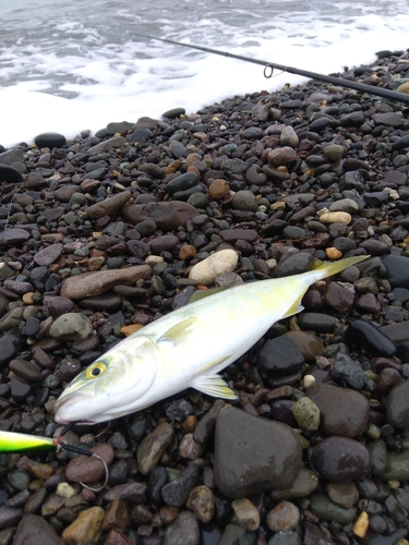 ワカシの釣果