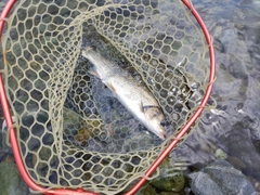 ウグイの釣果