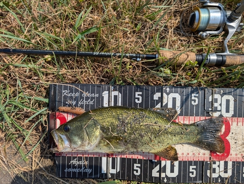 ラージマウスバスの釣果