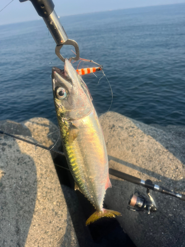 マサバの釣果