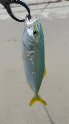 ワカシの釣果