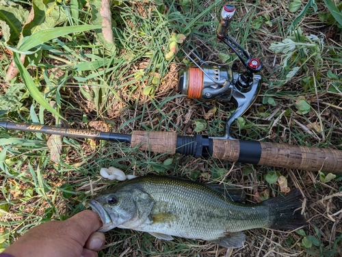 ラージマウスバスの釣果