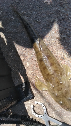 マゴチの釣果