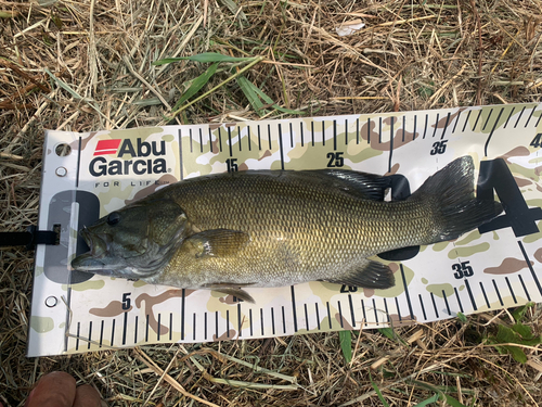 スモールマウスバスの釣果