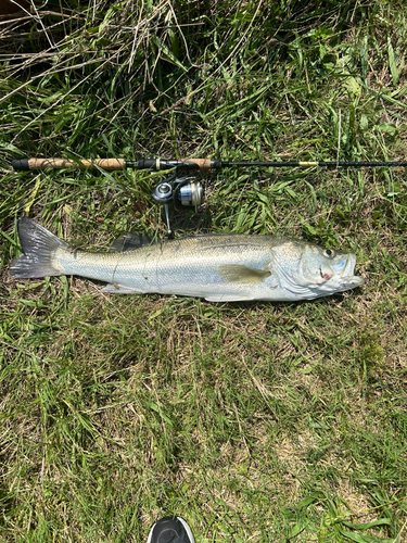 スズキの釣果