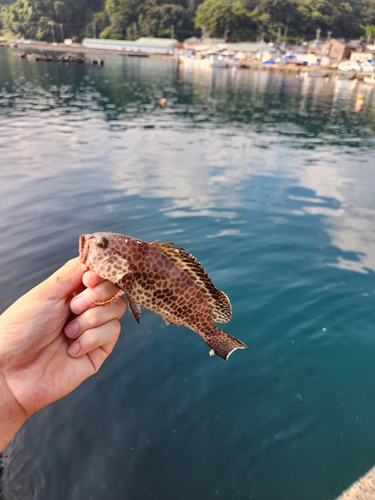 オオモンハタの釣果