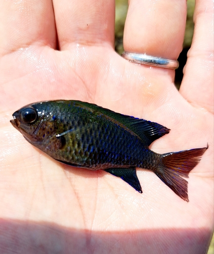 アイスズメダイの釣果