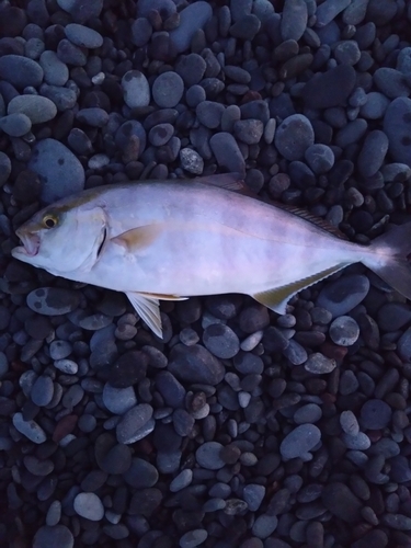 ショゴの釣果