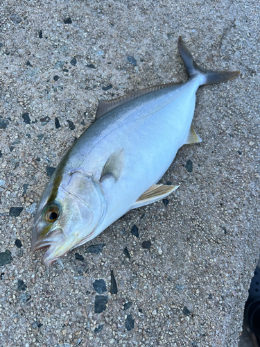 ショゴの釣果