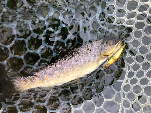 ブラウントラウトの釣果