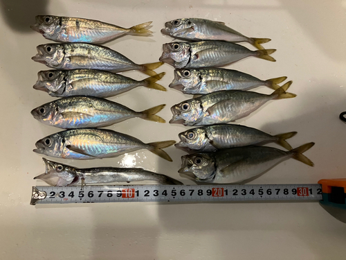 アジの釣果