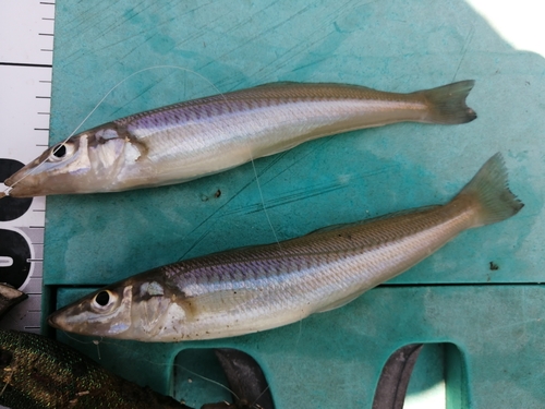 シロギスの釣果