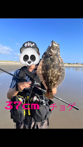 ヒラメの釣果