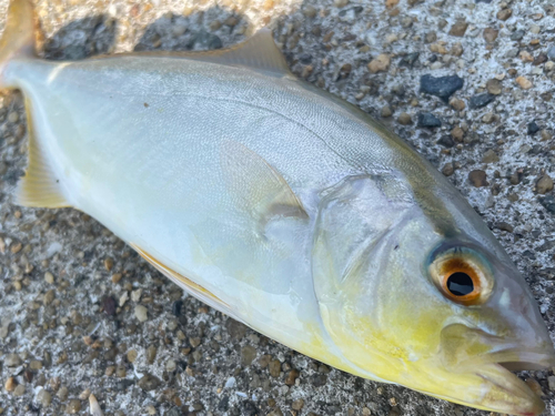 ネリゴの釣果