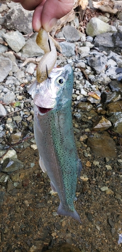 ニジマスの釣果