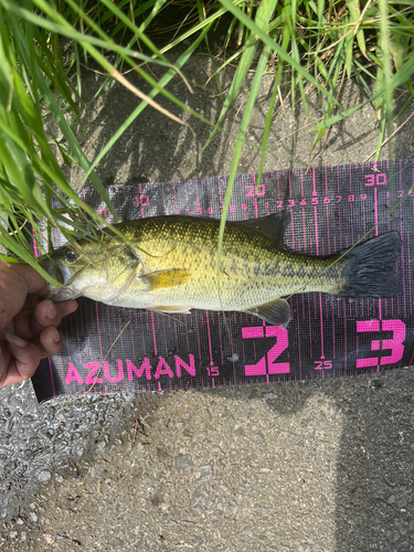 ブラックバスの釣果